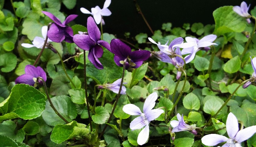 Sono tornate a fiorire le viole...Viola odorata e Viola reichenbachiana